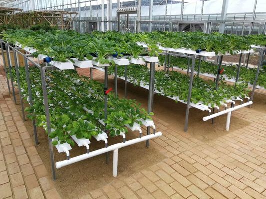 100mm*50mm Eco-friendly Plastic Tube for Hydroponic Vegetable Cultivation in Aquaponics