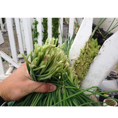 Zip Grow Tower Hydroponic PVC Pipe 100x100mm Pouch Holes for Improved Nutrient Flow