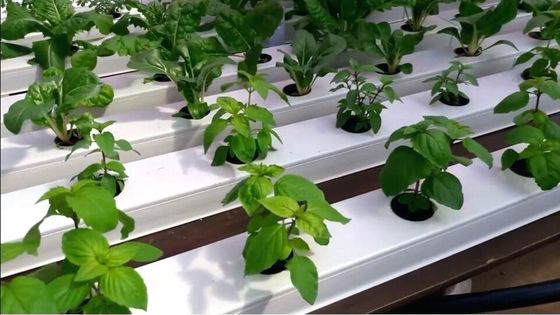 White PVC Hydroponic NFT System for Mass Production Square Tube or 100*50mm Round Pipe