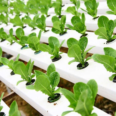 Temperature Suitable -40C- 70C PVC U Pipe Hydroponic Kit with Cups Sponge PVC Tube